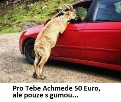 koza.jpg