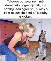 klokan.jpg