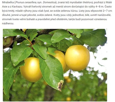 mirabelka.JPG